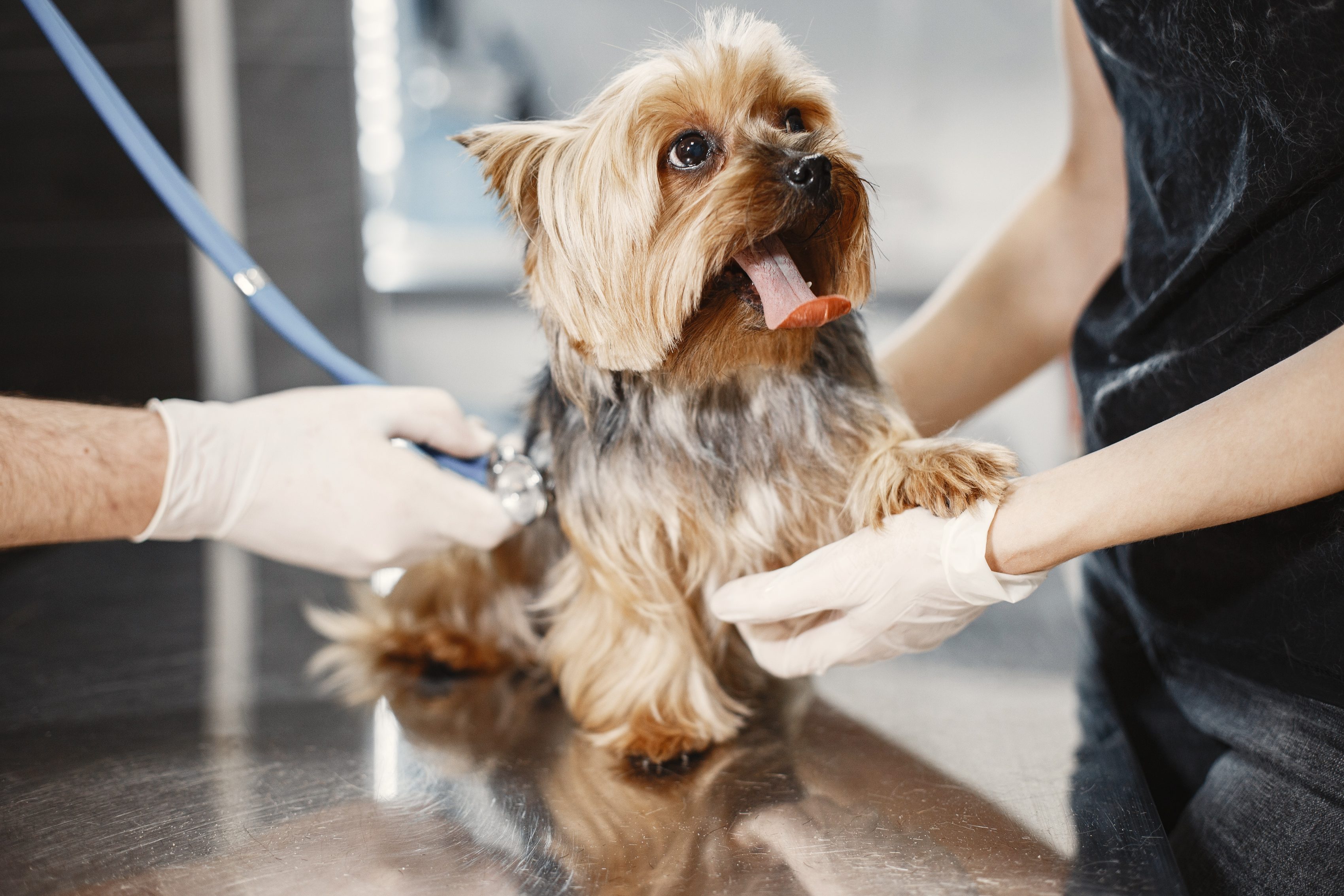 Enfermedad de Lyme en perros
