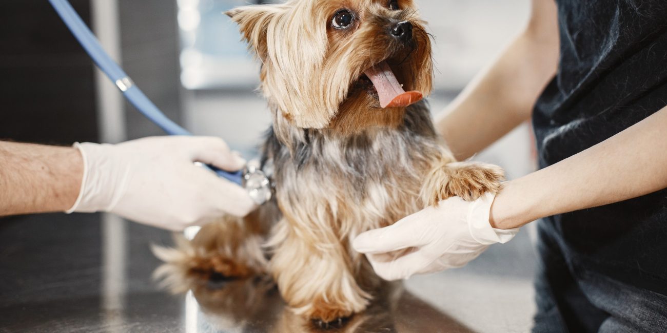 Enfermedad de Lyme en perros