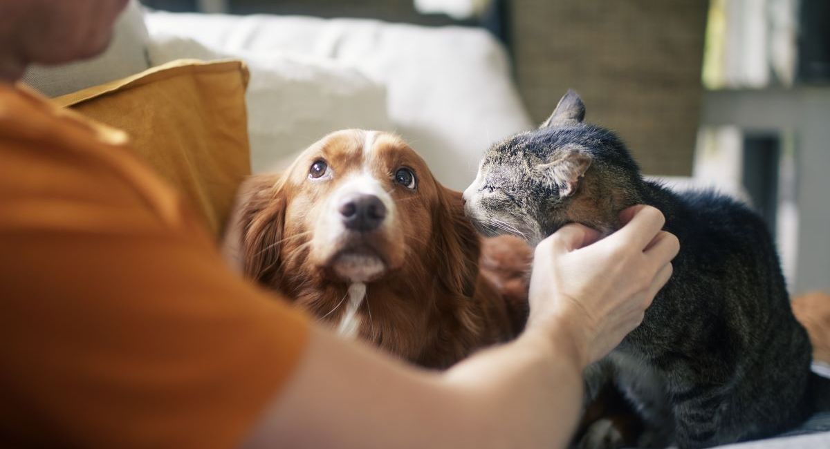 ¿Cómo el aumento de las temperaturas incrementa el riesgo que representan las garrapatas, pulgas y otros parásitos su alrededor?