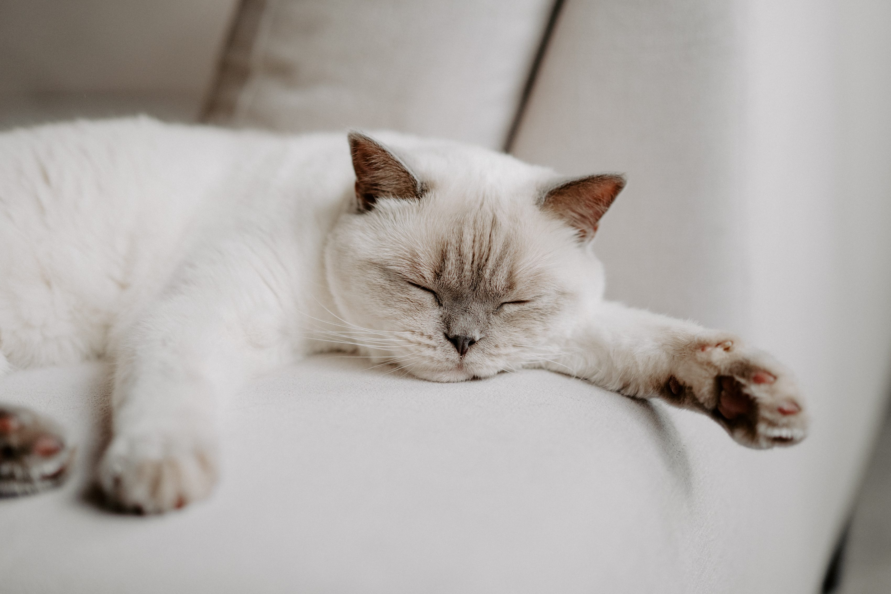 como tratar las garrapatas